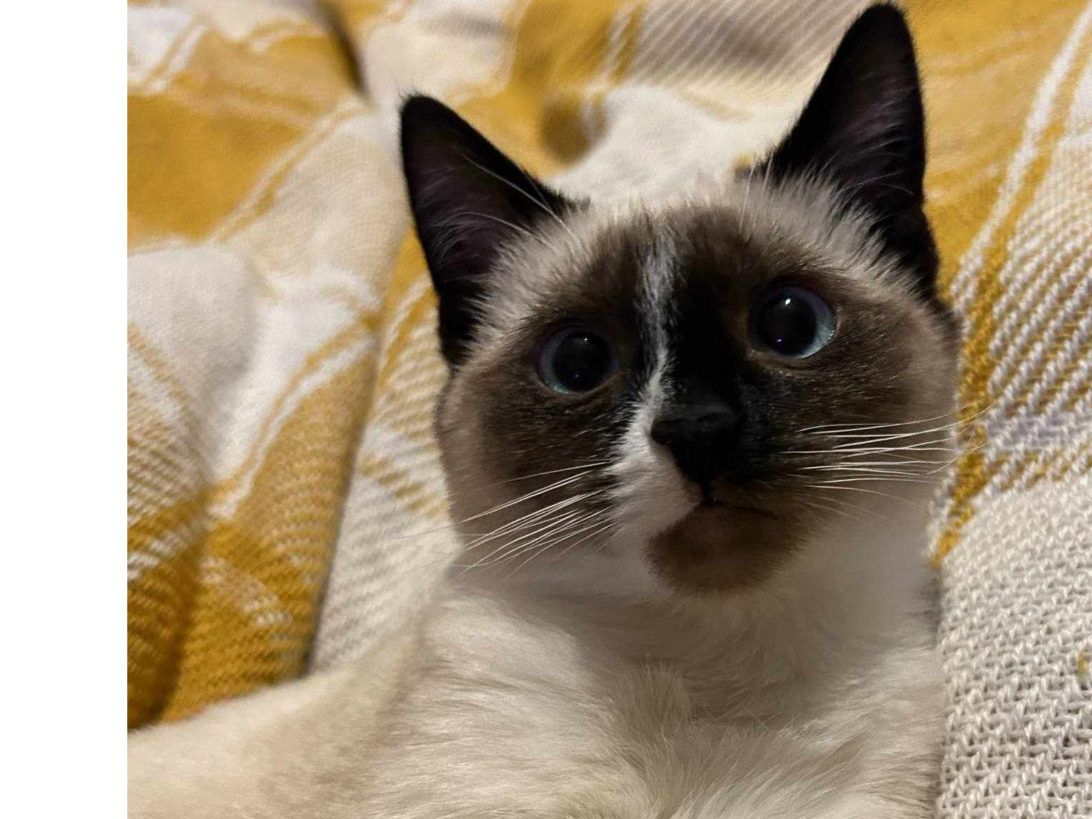 NIUNIA (Ragdoll)