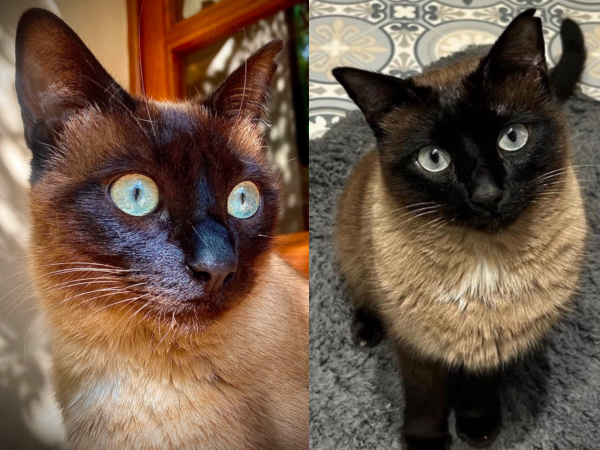 Missing cat - Great Park area