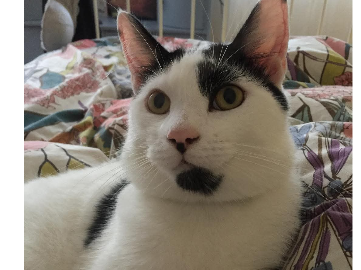 Bertie - Missing from Sleaford