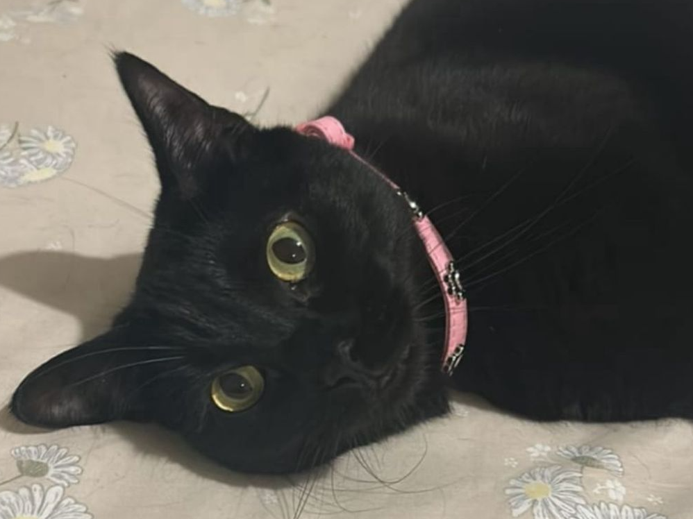 Mitzi