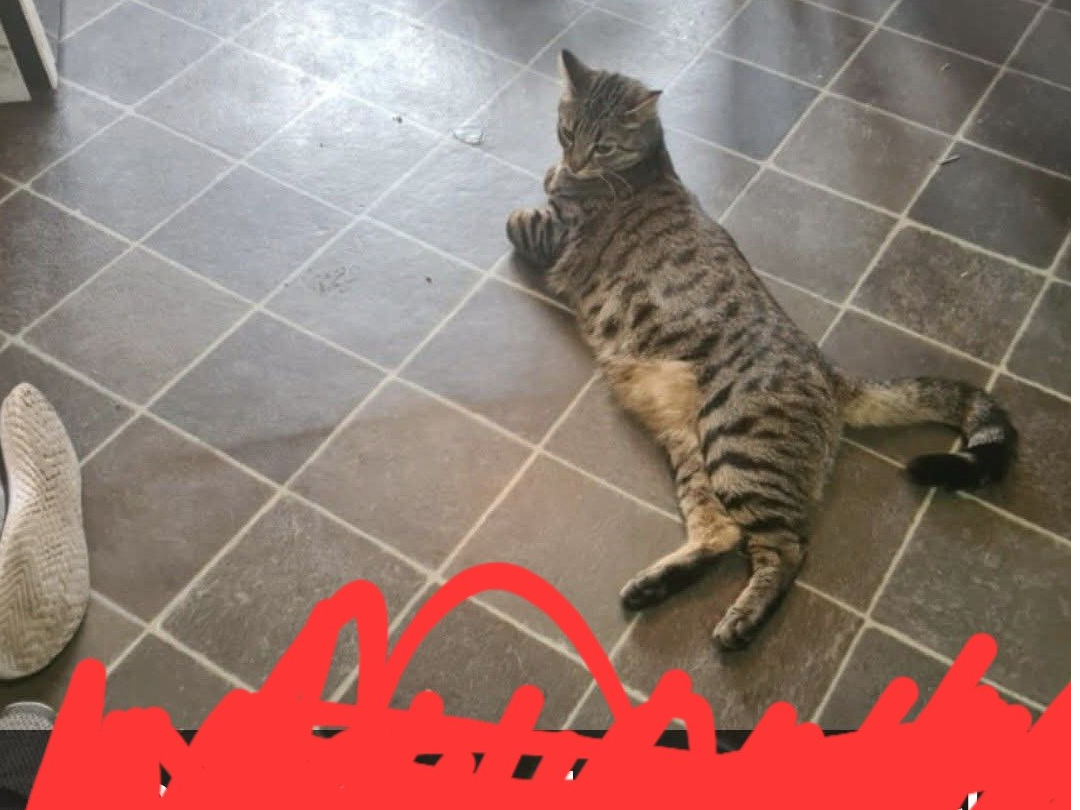 L452 - SUNNYHILL - Tabby Male
