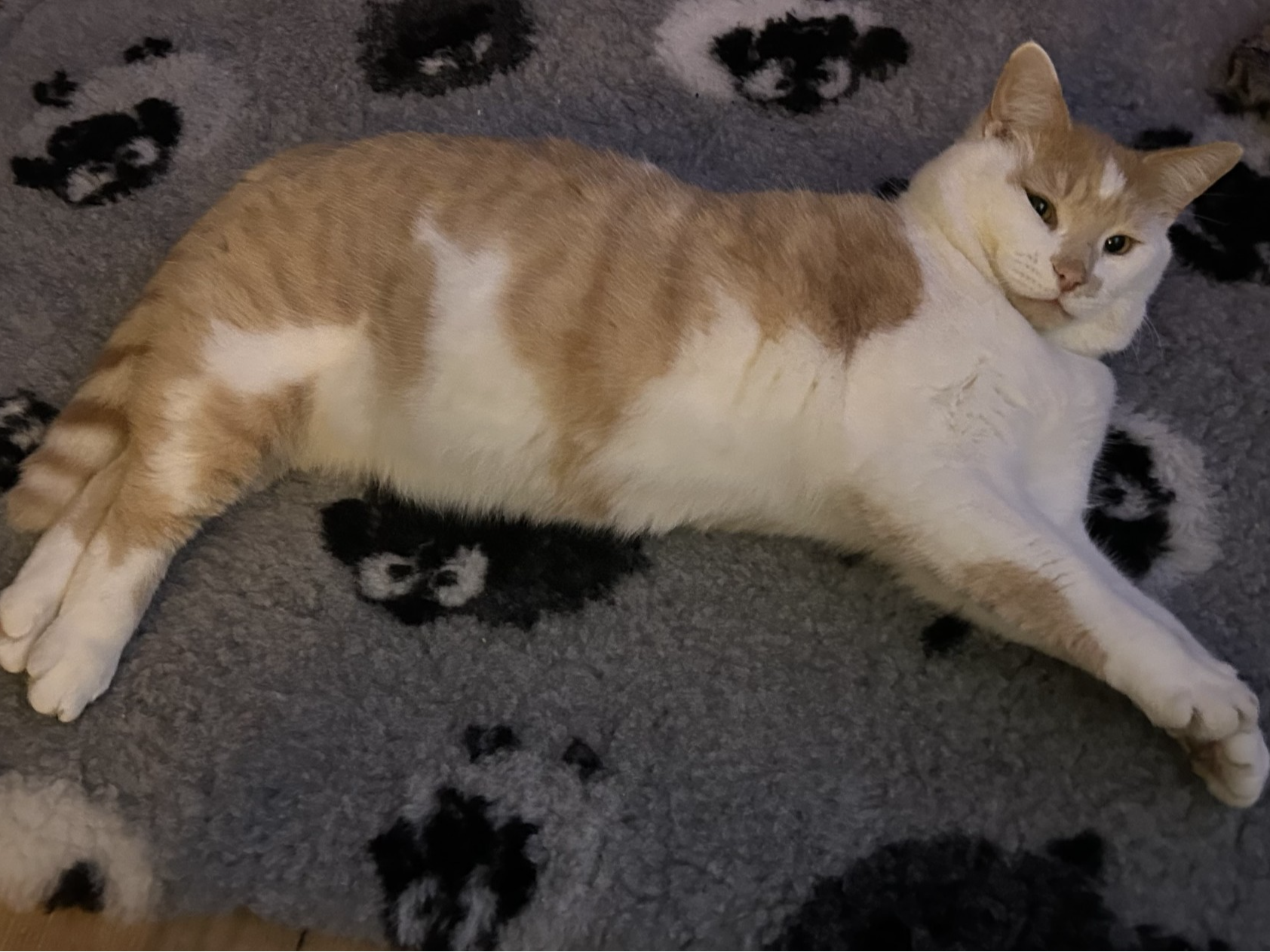 L451 - Spice -  FINDERN - Ginger/White Male