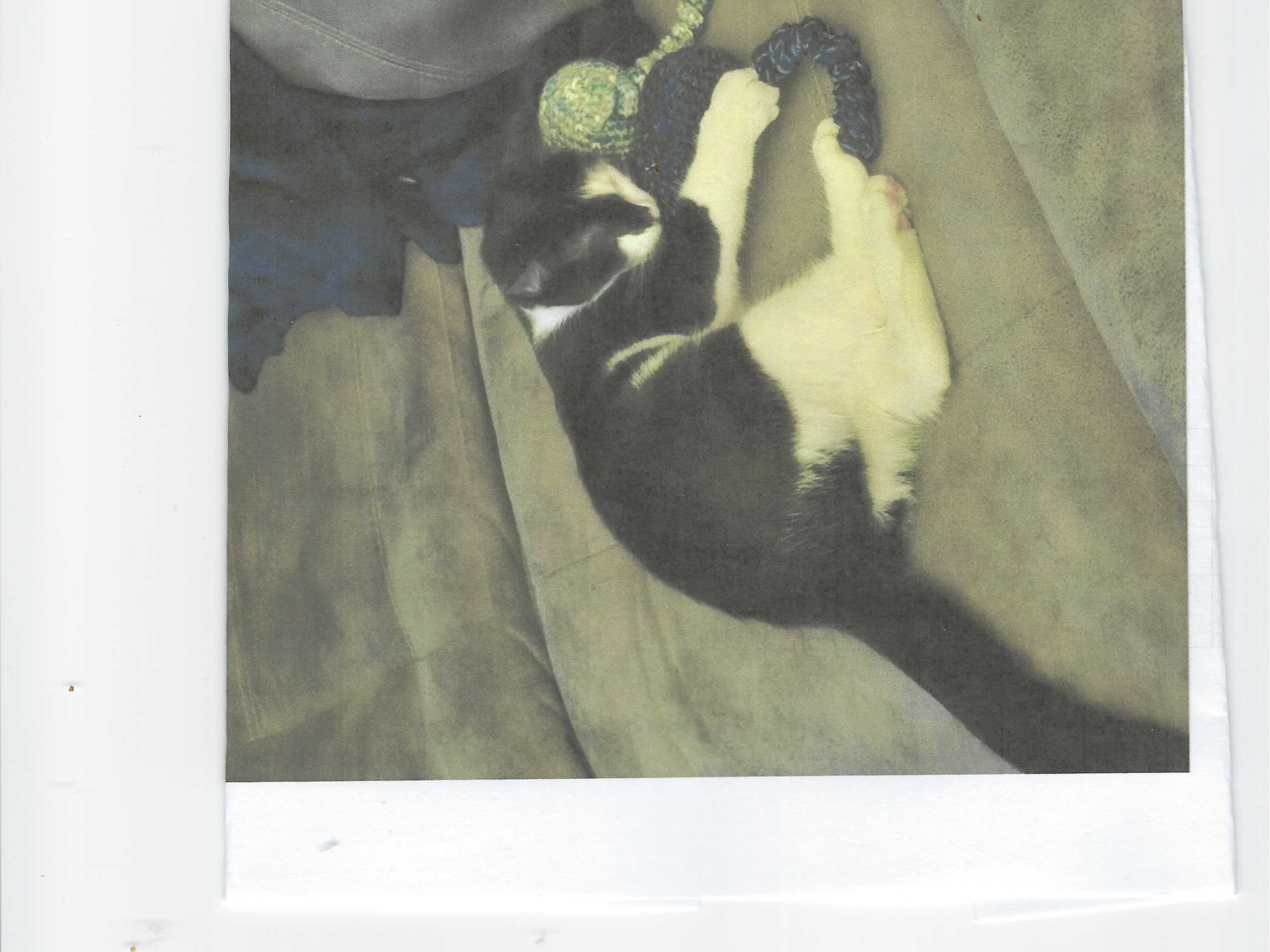 L453 - Mia - DERBY - Black&White Female