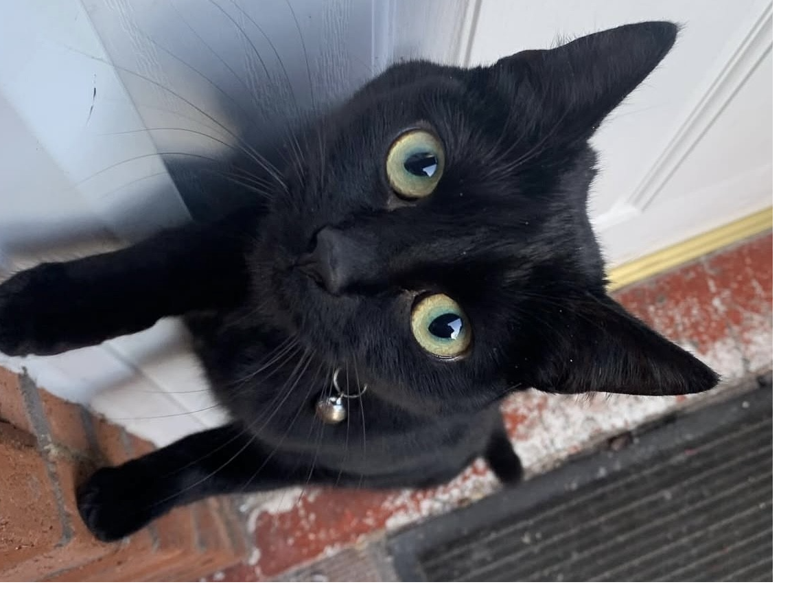 L454 - Romi - SHELTON LOCK - Black Female