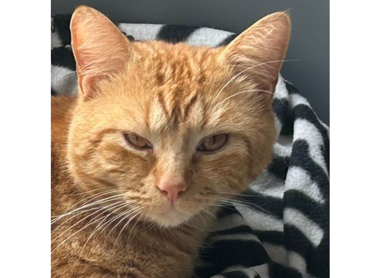 Gizmo - missing in March