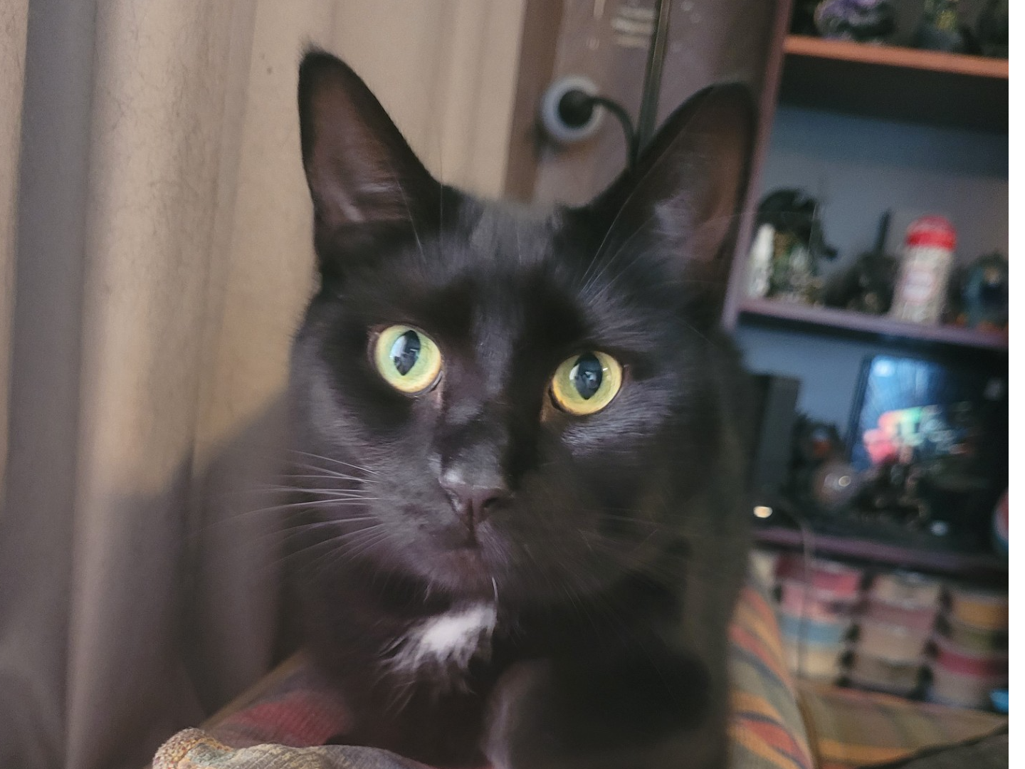 L456 - Seven - LITTLE EATON Black Female