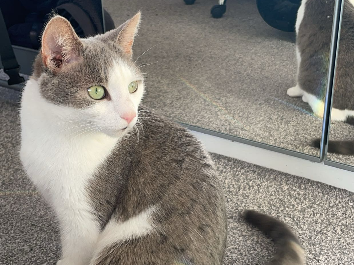L455 - Rico - LITTLEOVER - Grey/White Male