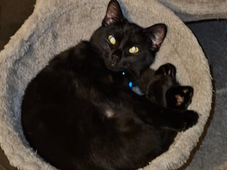 L458 - Juno - MICKLEOVER - Black Female