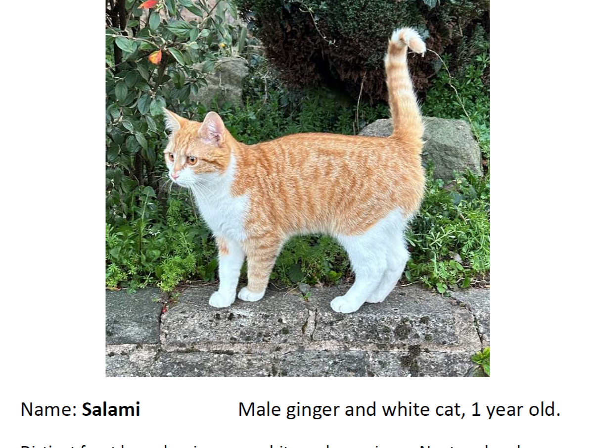 L459 - Salami - OCKBROOK - Ginger/White Male