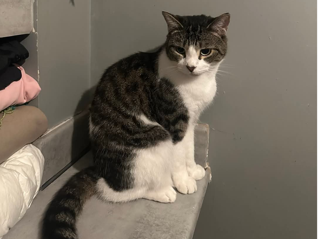 White/tabby, [location tbc]