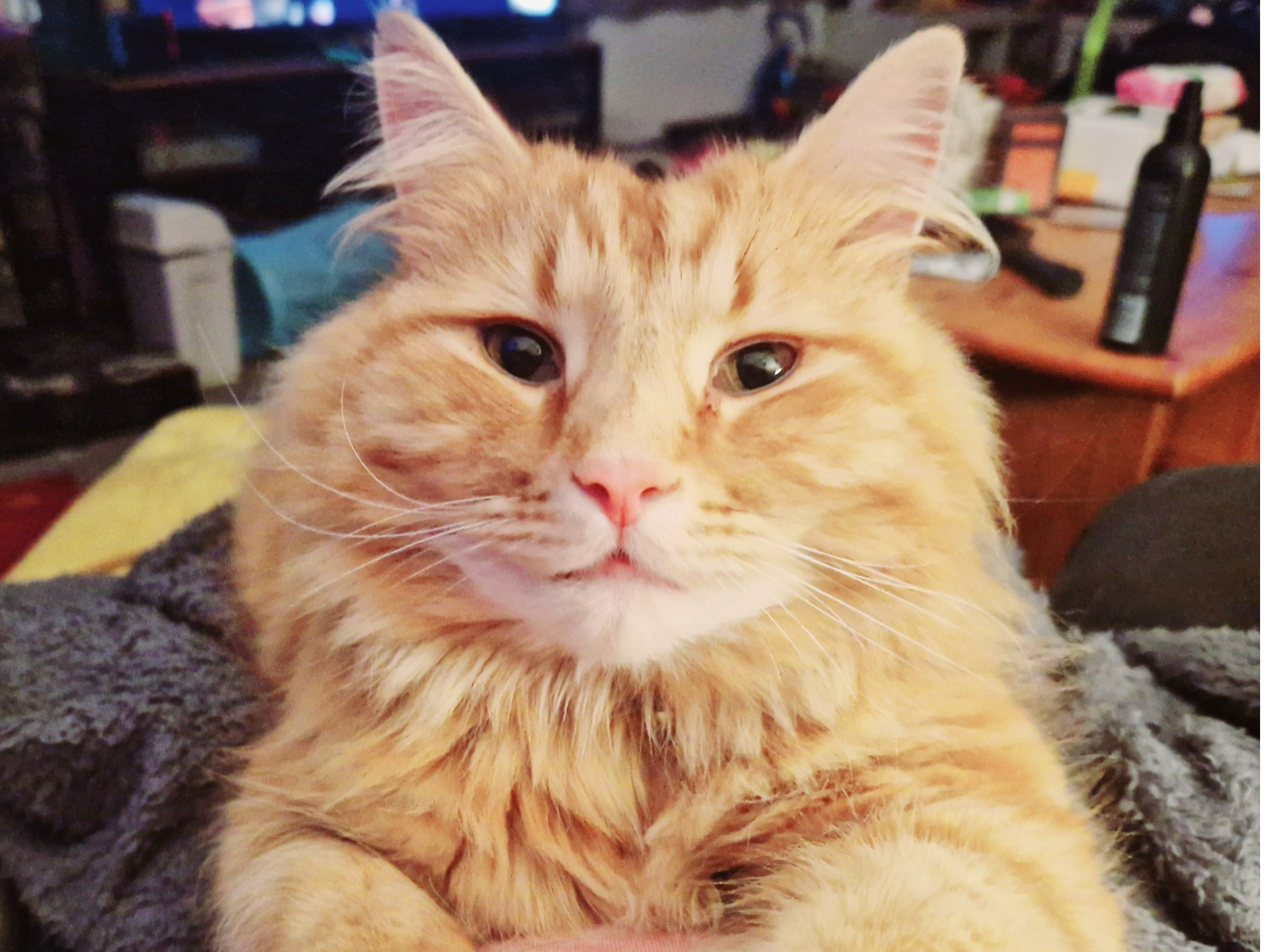 564346 - Jonesy Missing from Setchy