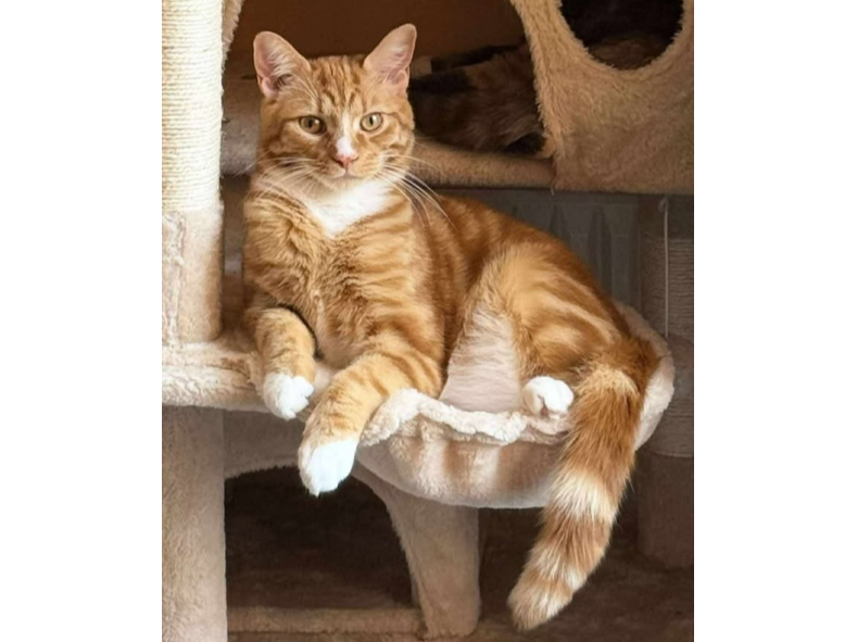 Ginger Lost 2025.040 - Worthing Avenue (off Eastbourne Ave), Gosport