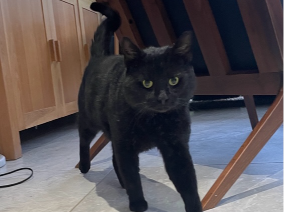 Liquorice, Black cat, Mill Road