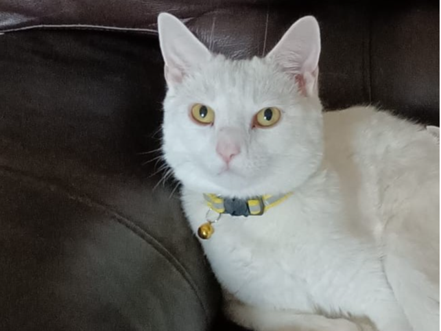 Missing Cat Pepperoni