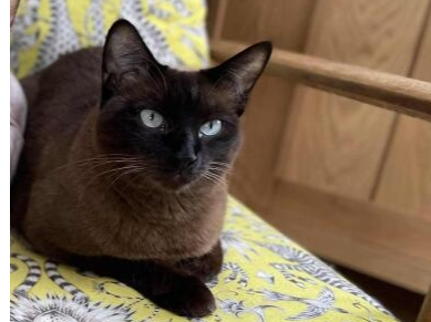 Cleo Lost 2025.043 - Staplers Reach, (between Rowner Rd and The Parkway), Gosport, PO13