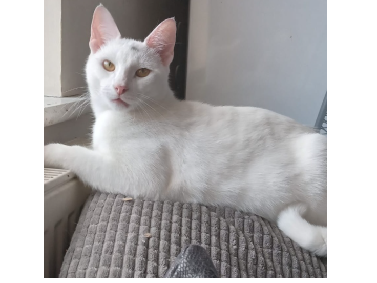 Merlin Lost 2025.044 - Elson Road (nr jct with Elson Lane / Frater Lane), Gosport