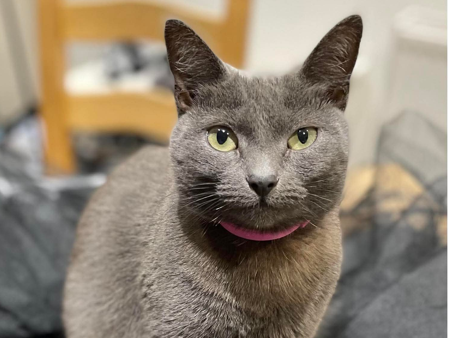 L465 - ALVASTON - Grey Female