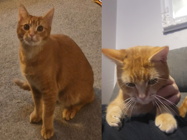 Ron