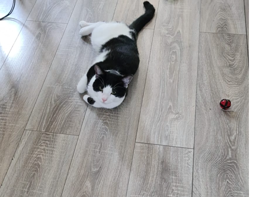 L467 - Felix - DERBY - Black & White Male