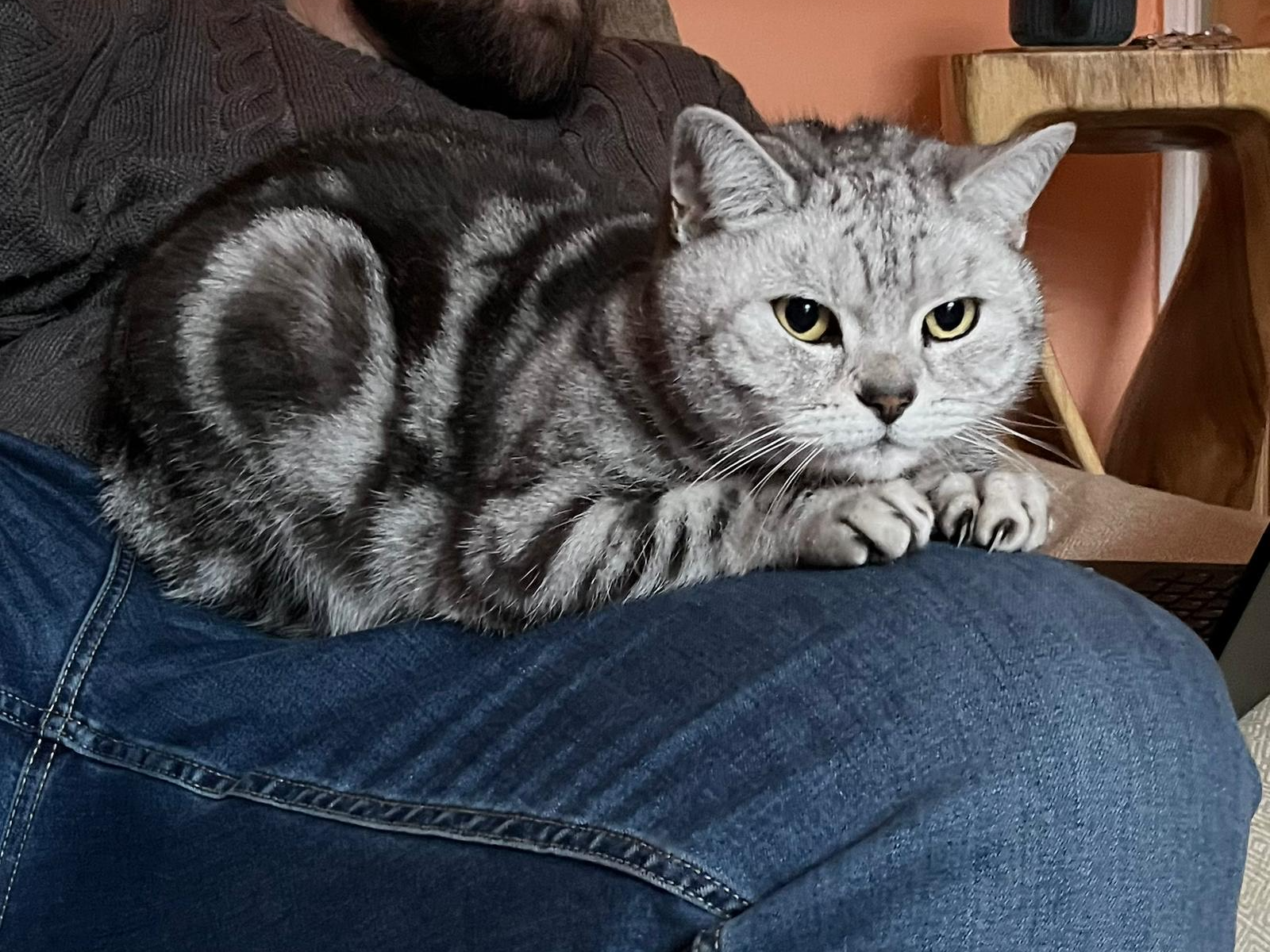 L468 - Darcy - ALVASTON - Silver Tabby Female