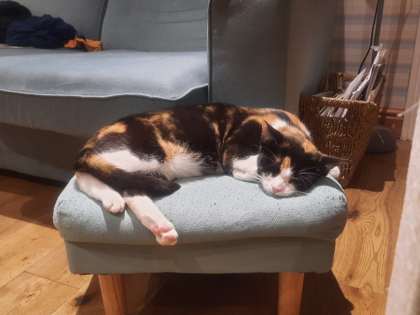 L469 - MICKLEOVER - Dark Tortoiseshell & White Female