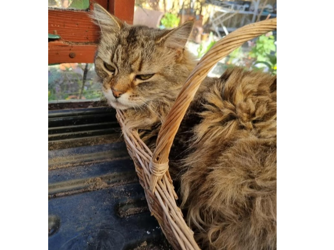 Poppy Lost 2025.045 - Holmdale Road, off Netherton Road, Gosport