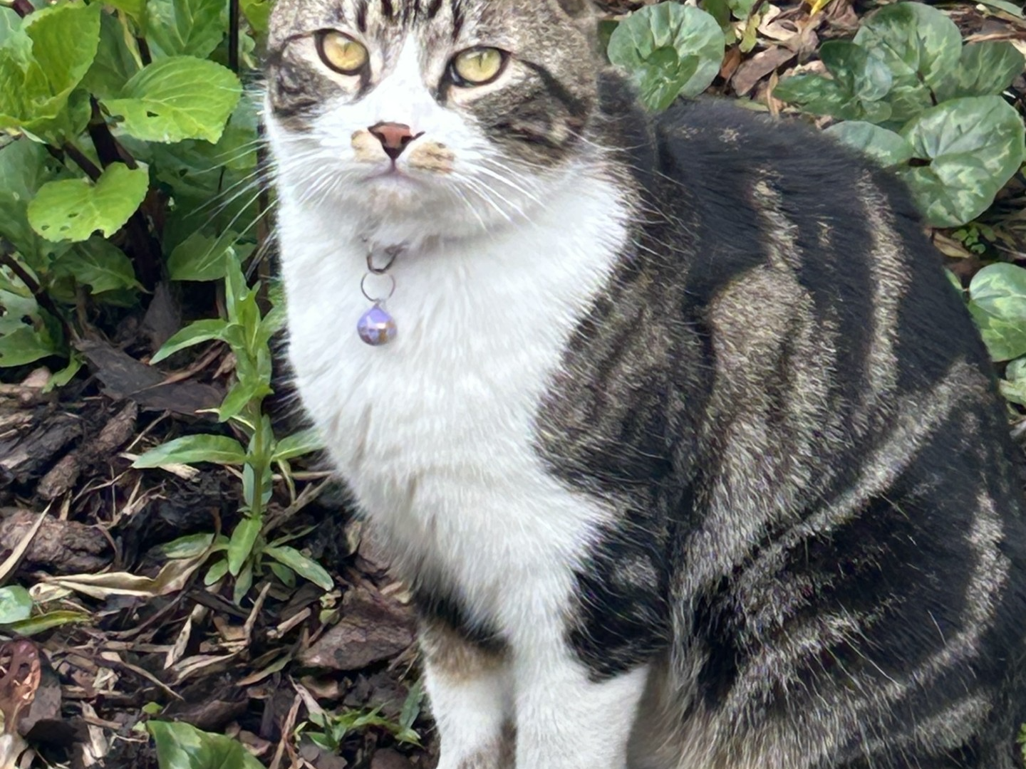 OLLY