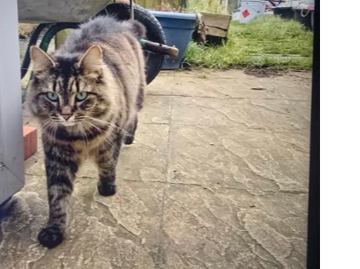Cleo Lost 2025.047 - Solebay Way, nr Grange Rd petrol station, Gosport