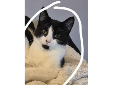 Mittens Lost 2025.048 - Lyndhurst Road (backs onto Ann's Hill cemetery), Gosport