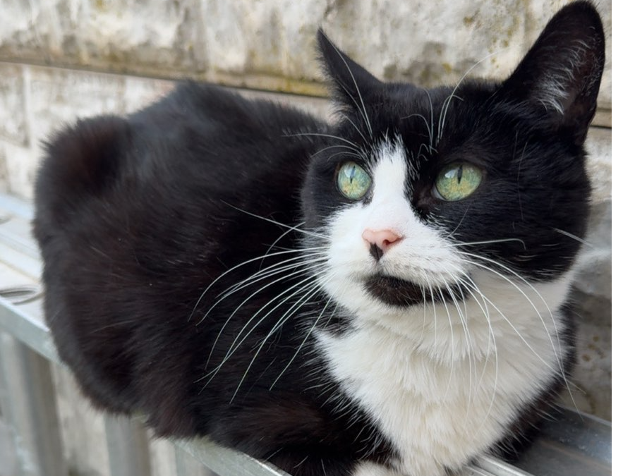 L470 - Roxii - DERBY - Black & White Female