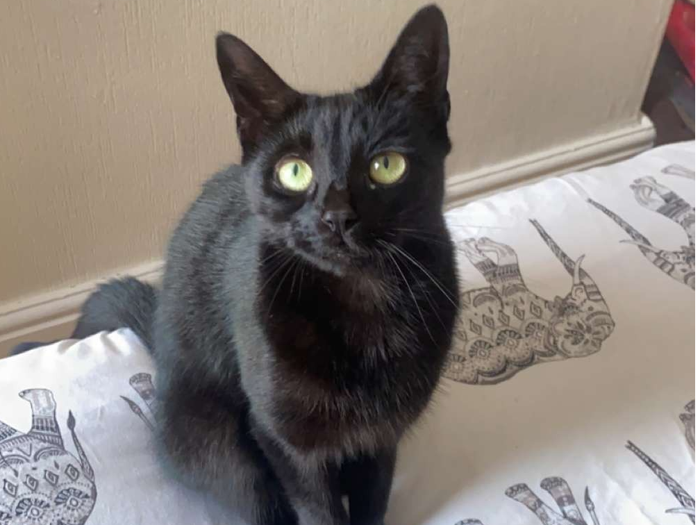 L471 - Mona - NORMANTON - Black Female