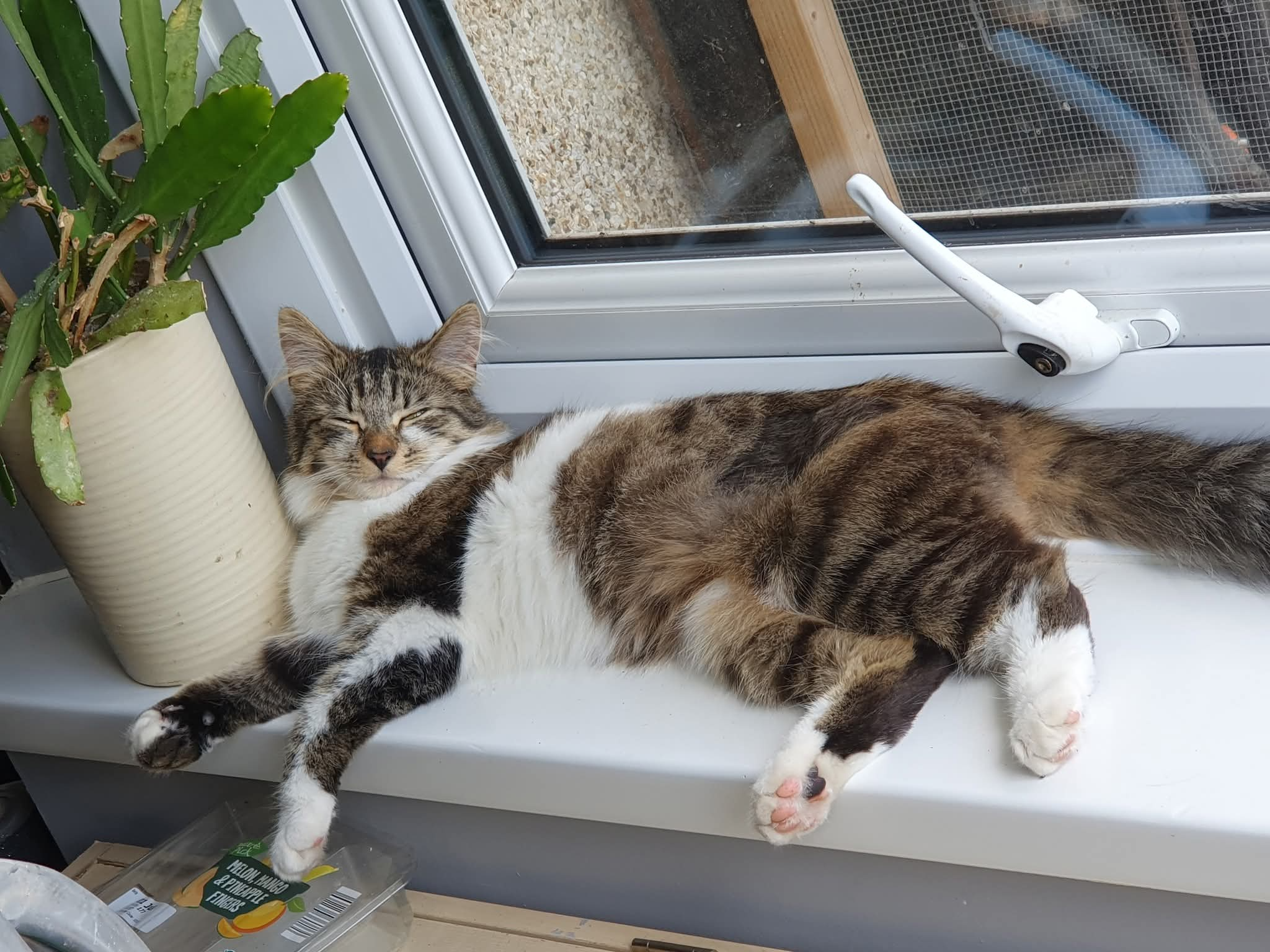 L472 - Katniss - ALVASTON - Long-haired Tabby/White Female