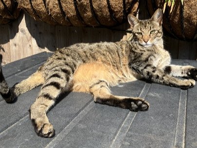 Falgar Lost 2025.050 - High Street, Lee on Solent (behind the Seafire Taproom and near jct with Manor Way)