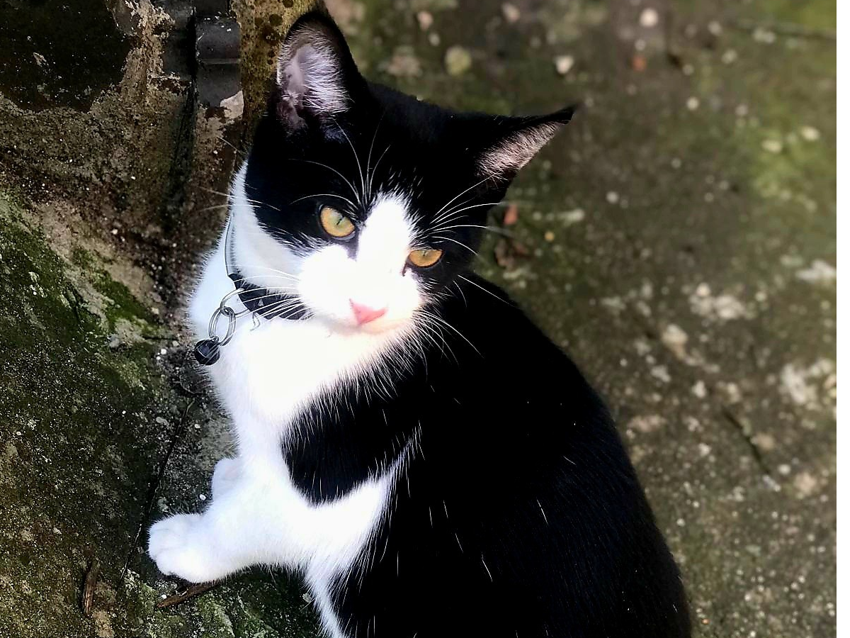 L474 - Simba - DERBY - Black & White Male