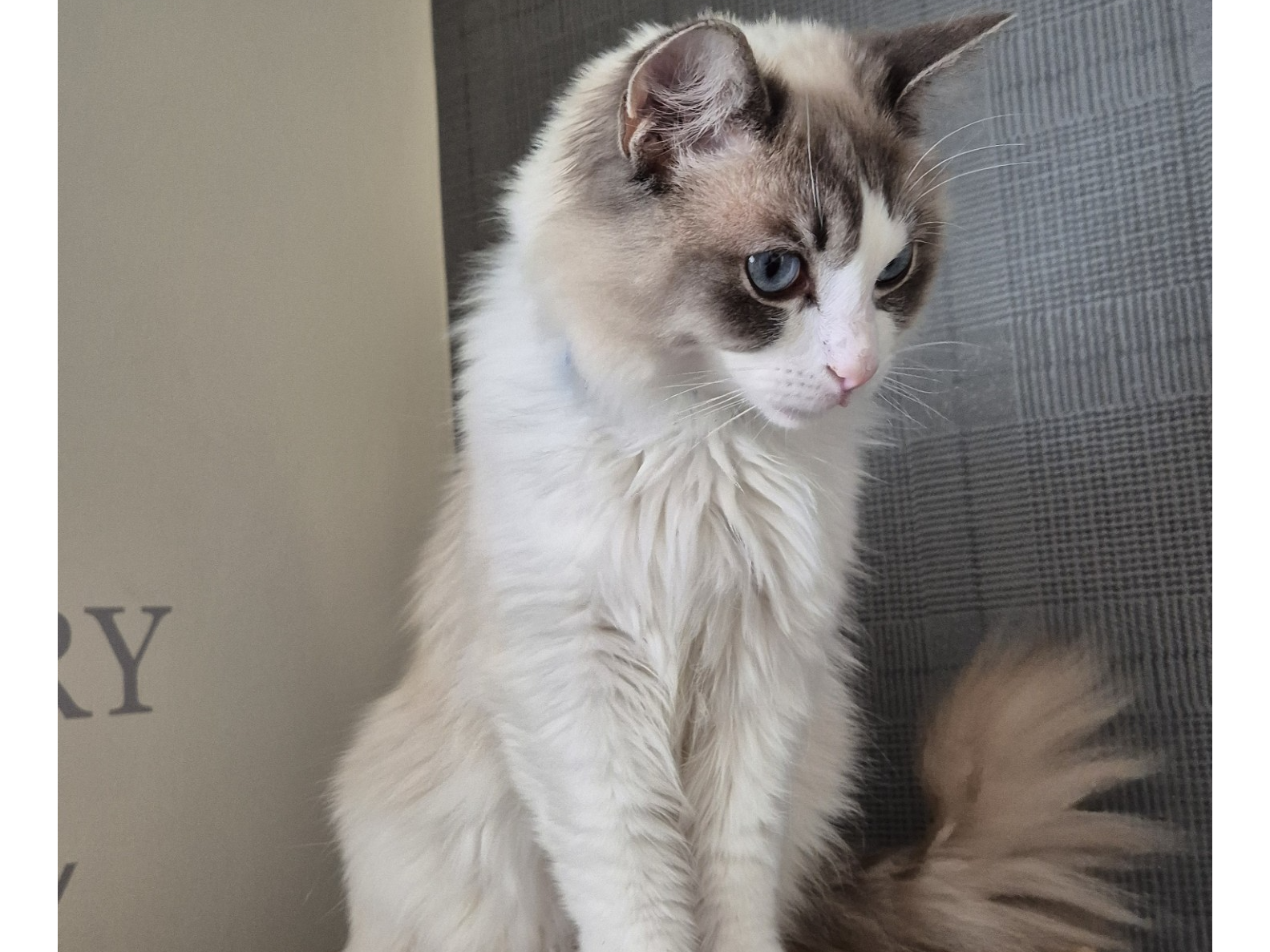 L475 - Sky - STENSON FIELDS - Cream/Brown Ragdoll Male