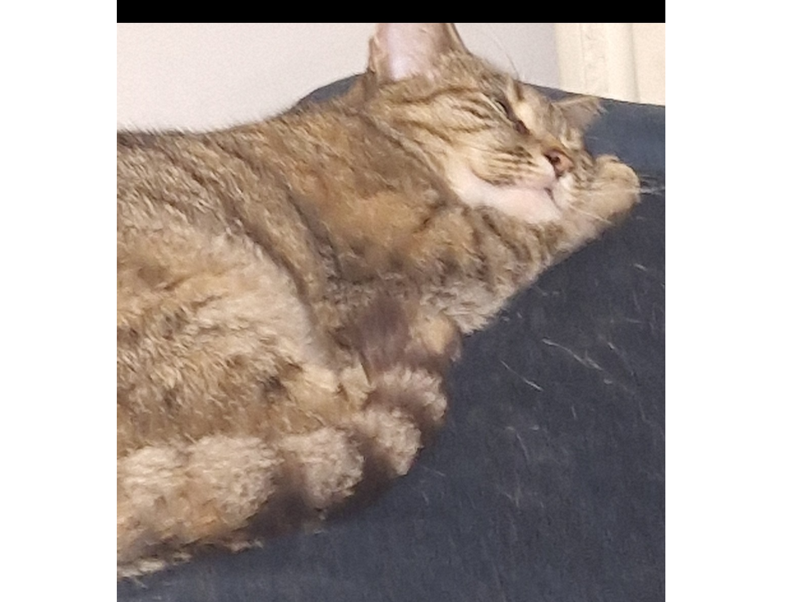 L477 - Willow - Coalville - Tabby Female