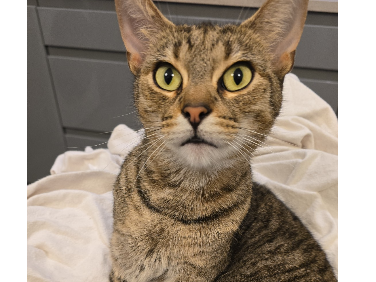 L479 - Nala - DERBY - Tabby Female