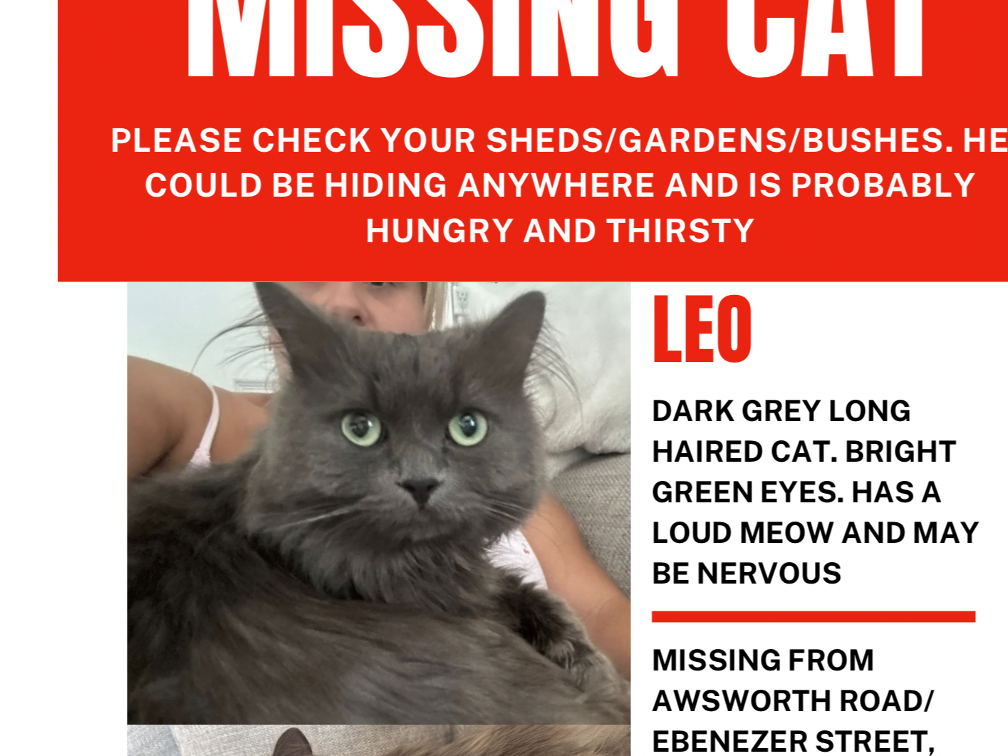 L481 - Leo - ILKESTON - Dark Grey Long-Haired Male