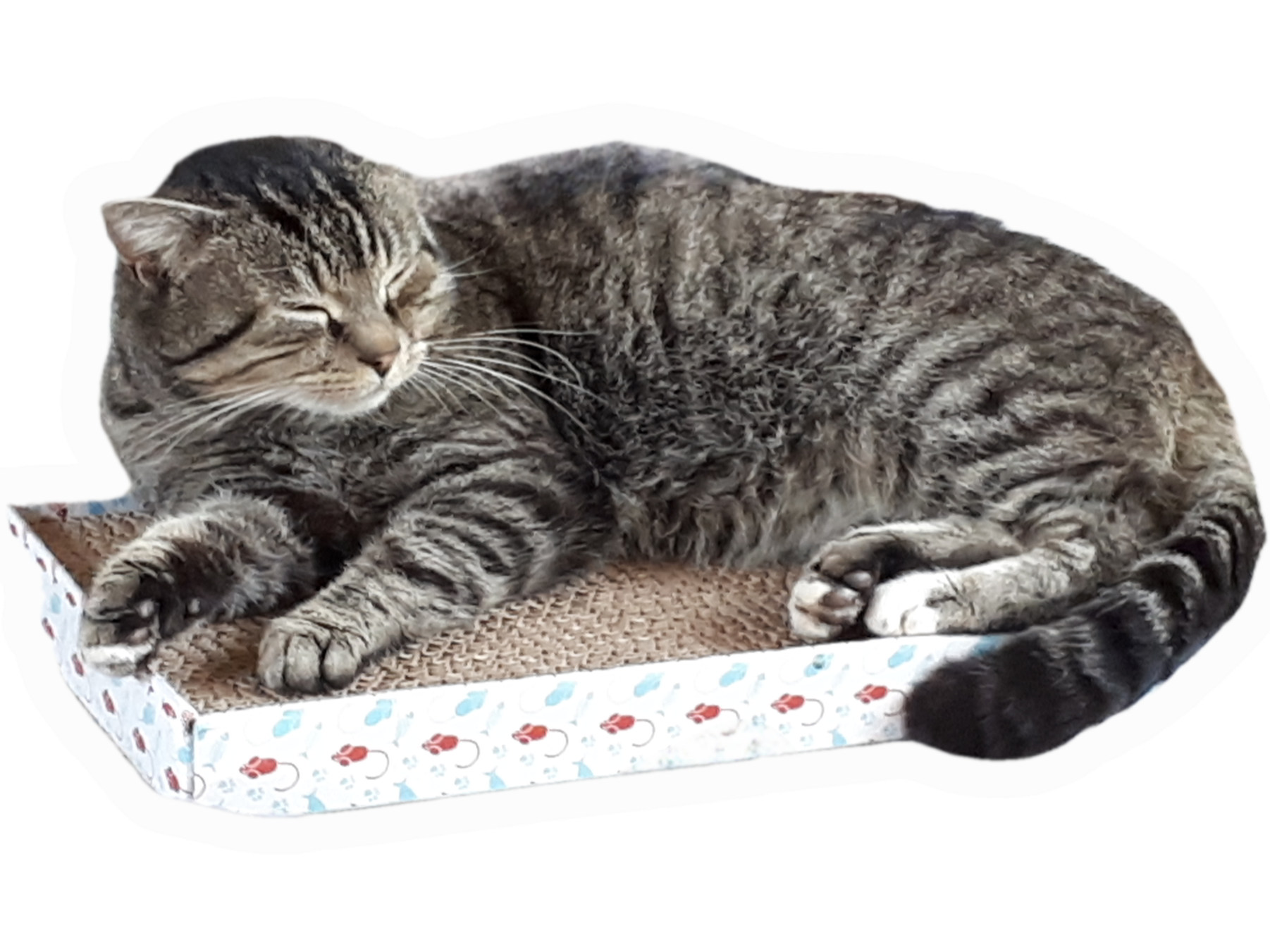 L482 - OAKWOOD - Tabby Male