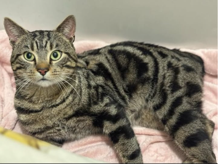Tabby cat with no tail, location tbc