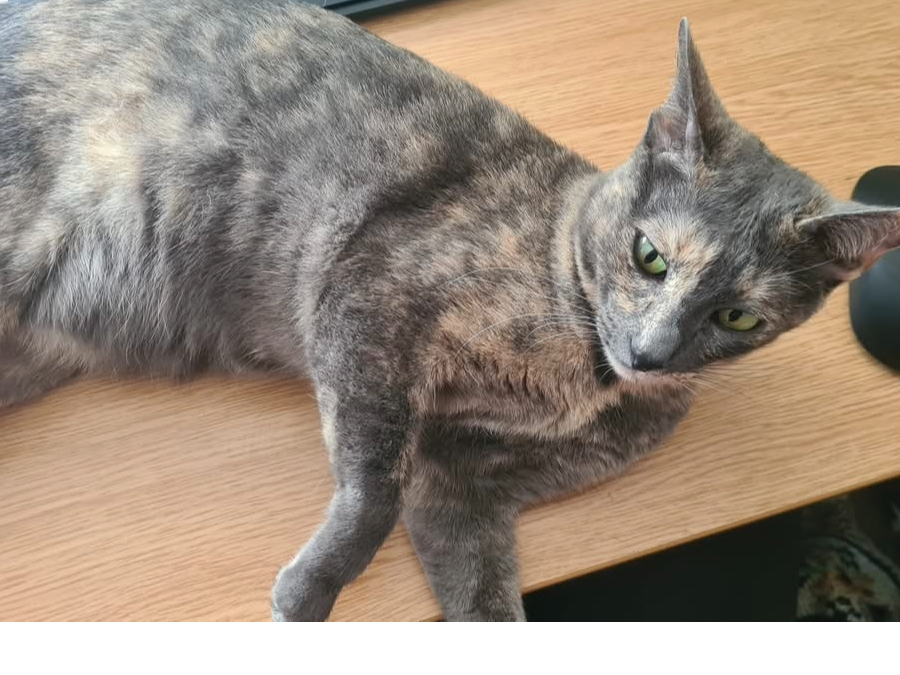 Torti Siamese
