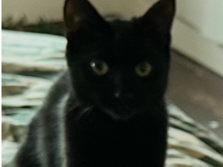 Shadow