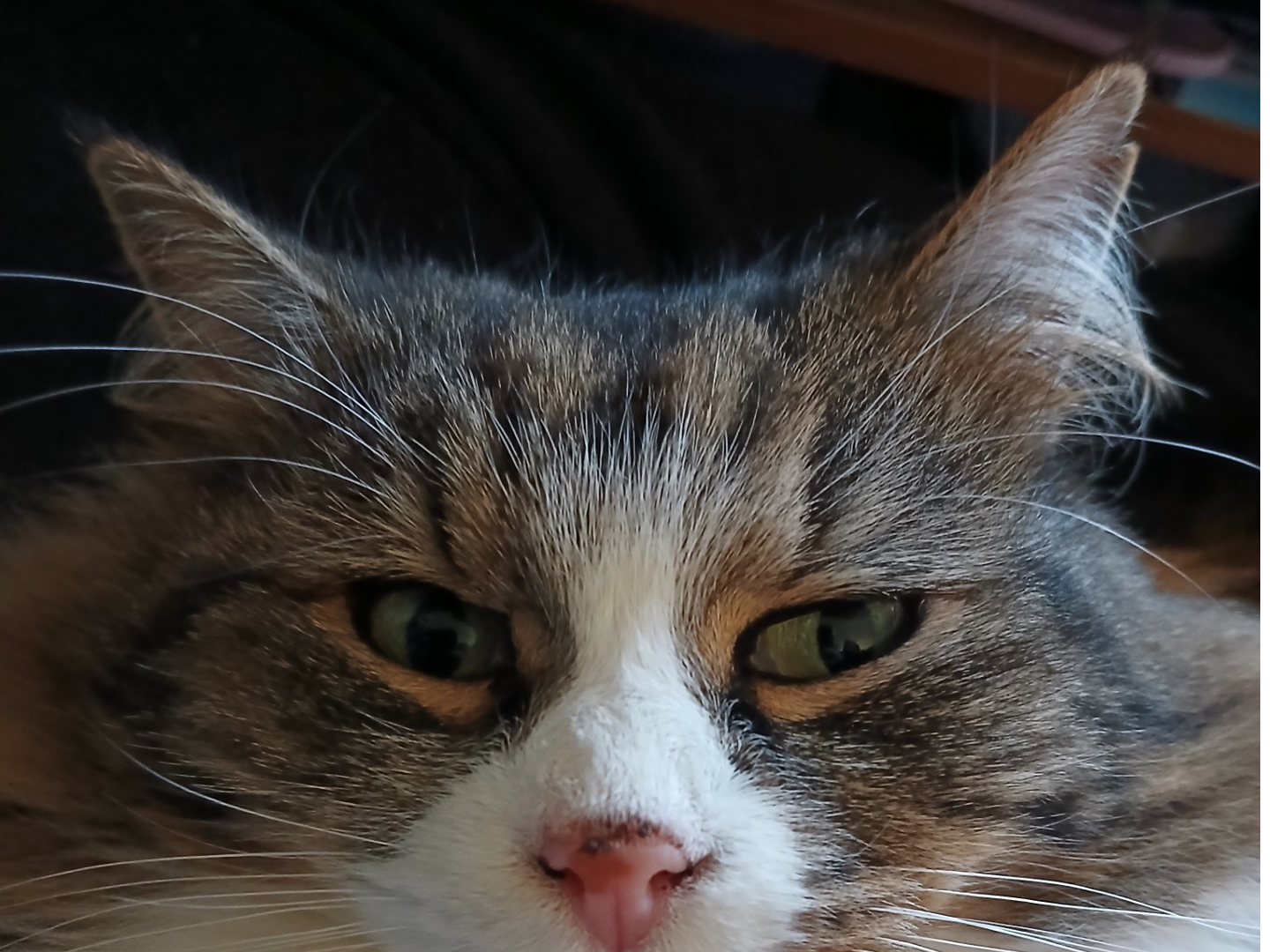 Fluffy Tabby missing in Downham