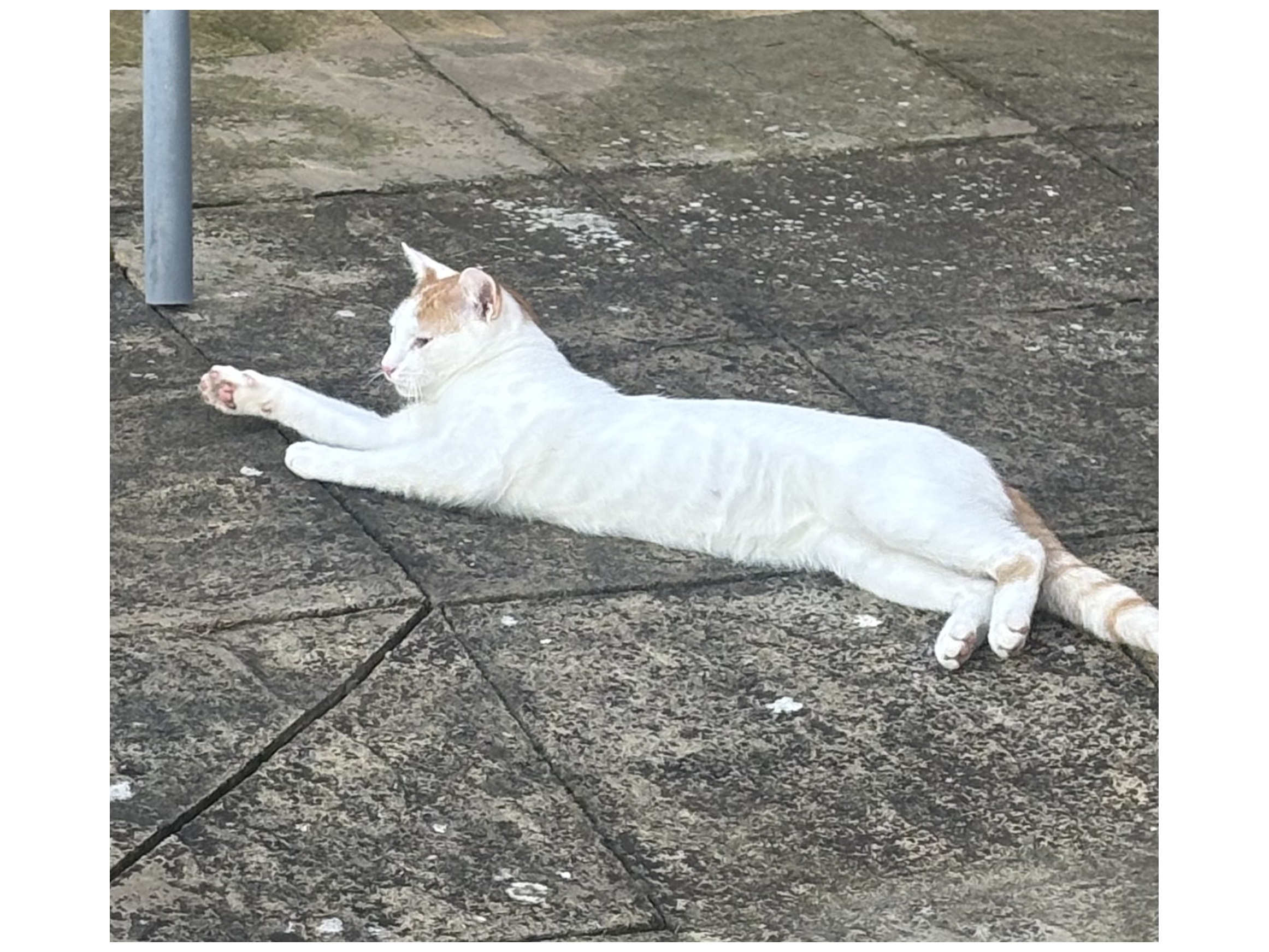 L488 - ALVASTON - White/Ginger Male