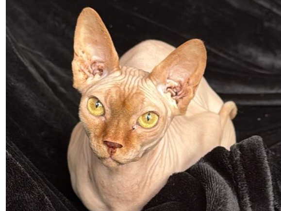 Lucifer - Ashtead