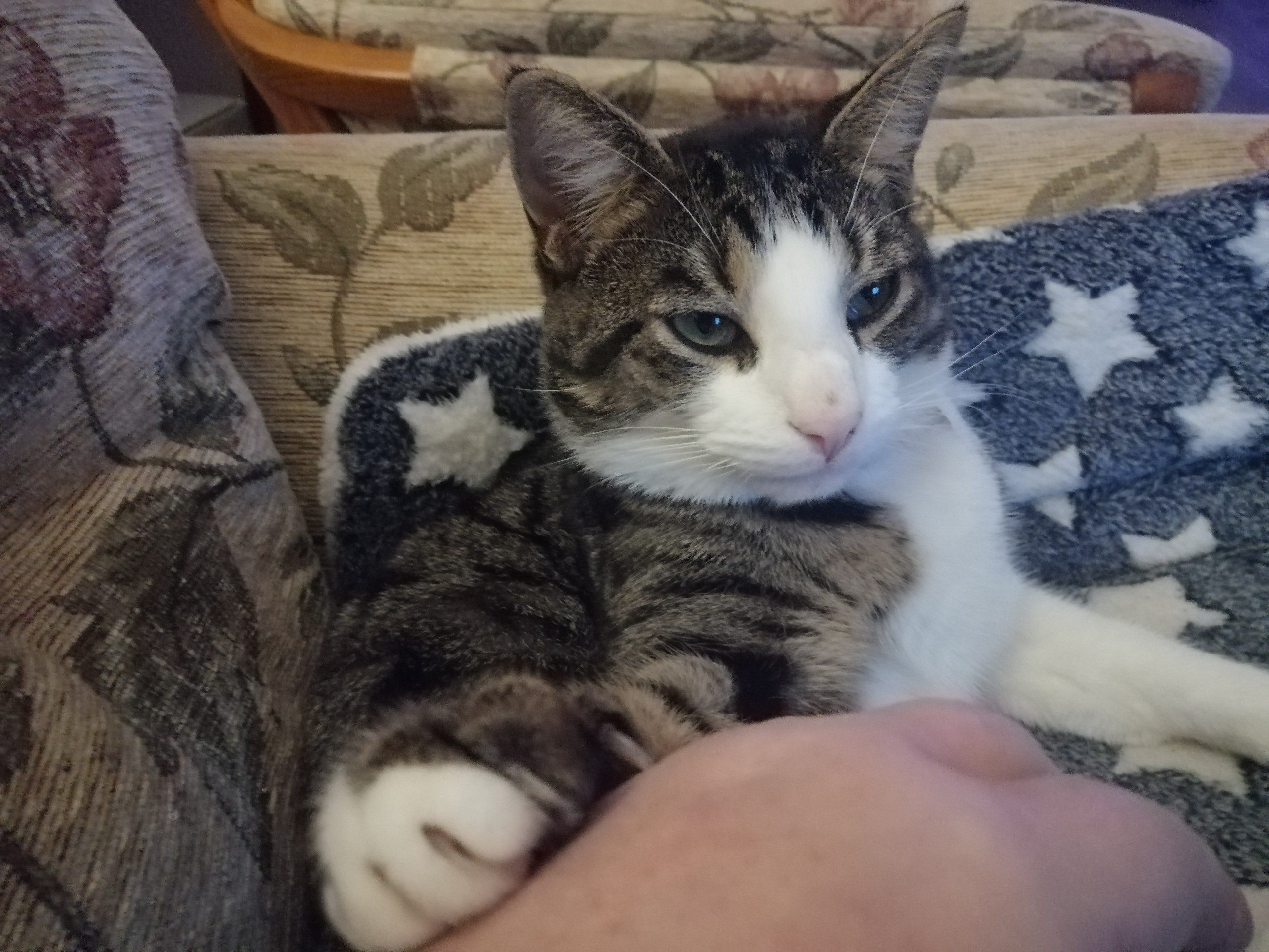 Buster missing from North Wootton