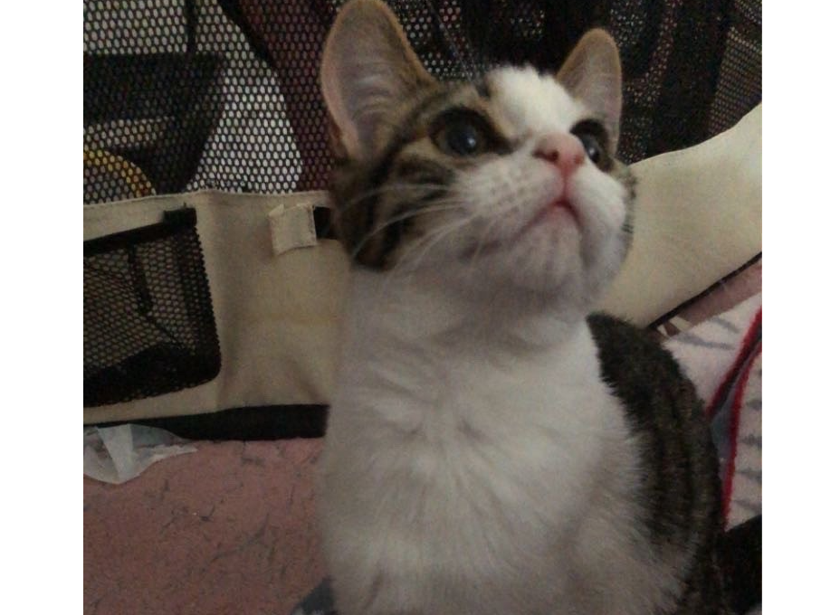 L490 - Bertha - CHADDESDEN - White/Tabby Female