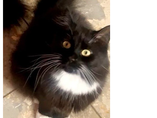 L492 - Uzi - DERBY - Black/White Male
