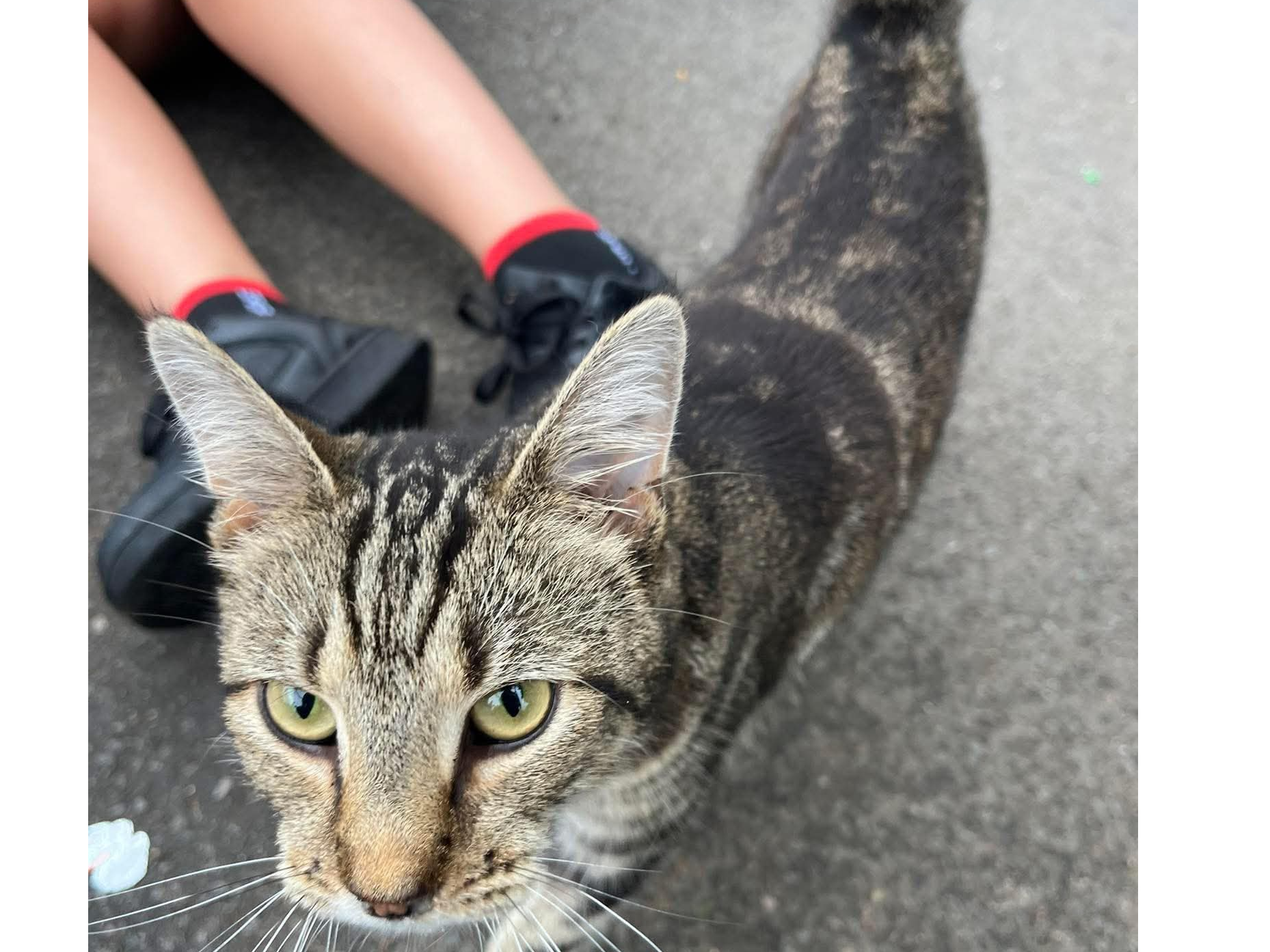 L493 - Kiara - CHADDESDEN - Tabby Female