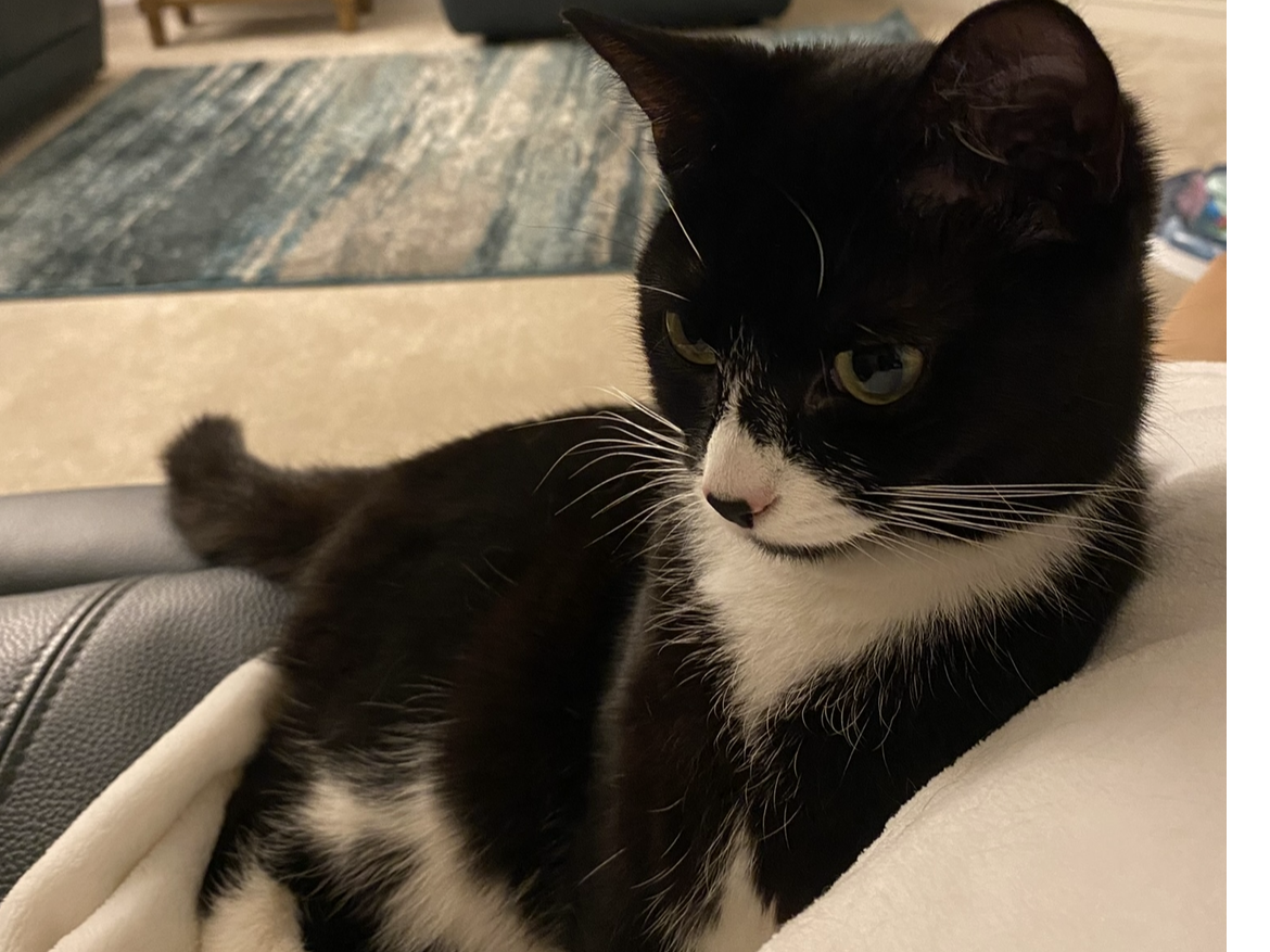 L494 - Evie - CASTLE DONNINGTON - Black/White Female